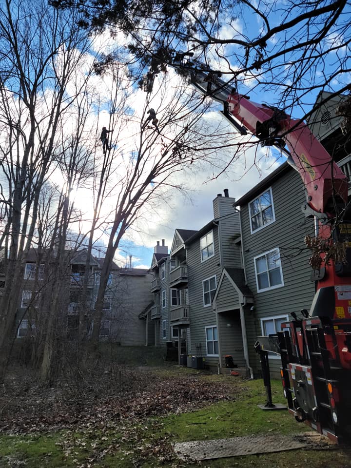 Tree removal job site