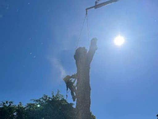Crane tree removal