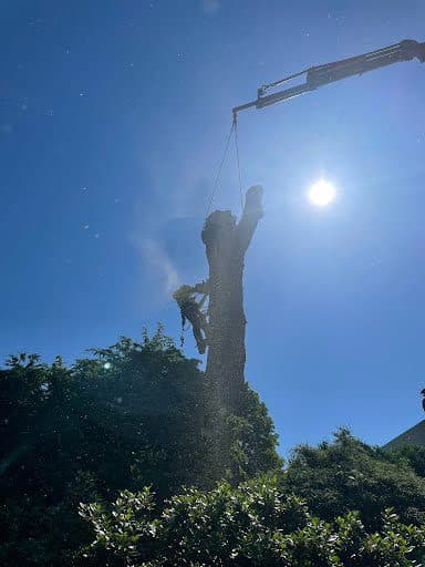 Land clearing project